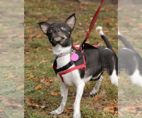 Medium Photo #7 Mutt Puppy For Sale in Brooklyn, NY, USA