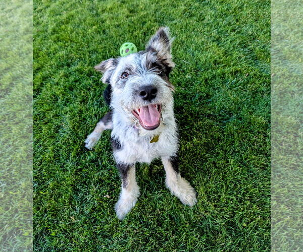 Medium Photo #4 Mutt Puppy For Sale in Sandy, UT, USA