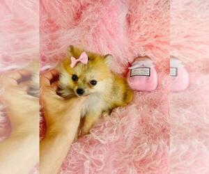 Medium Pomeranian