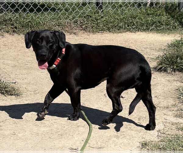 Medium Photo #2 Labrador Retriever-Unknown Mix Puppy For Sale in Virginia Beach, VA, USA