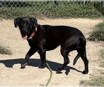 Small #1 Labrador Retriever Mix