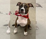 Small #1 American Pit Bull Terrier-American Staffordshire Terrier Mix