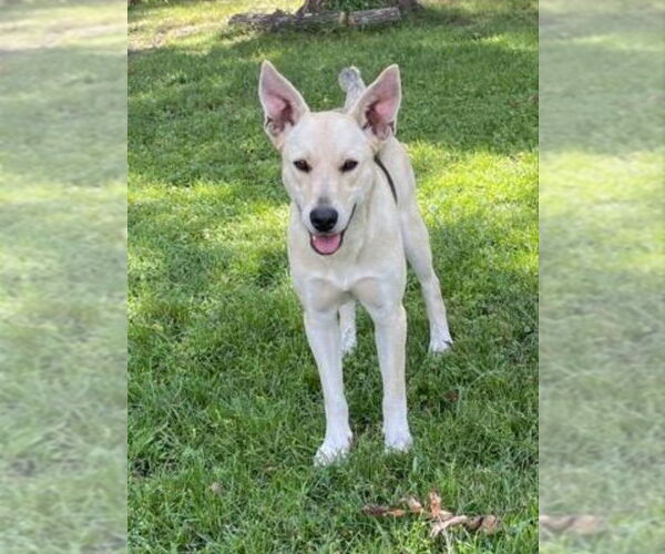 Medium Photo #11 German Shepherd Dog-Unknown Mix Puppy For Sale in Winston Salem, NC, USA