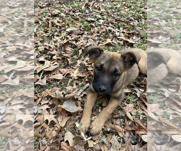 Medium Photo #1 Mutt Puppy For Sale in Imlay City, MI, USA