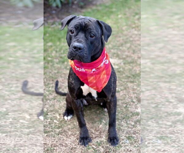 Medium Photo #4 American Pit Bull Terrier-Unknown Mix Puppy For Sale in Spring Lake, NJ, USA