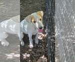 Small #1 Pyrenees Border Collie