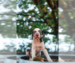 Small Photo #12 Catahoula Leopard Dog Puppy For Sale in WILSONVILLE, OR, USA