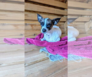 Panic at the Disco #1 - Male Chipin Dog for Adoption