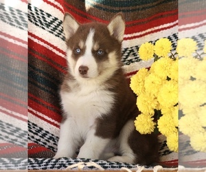 Siberian Husky Puppy for sale in FREDERICKSBG, OH, USA