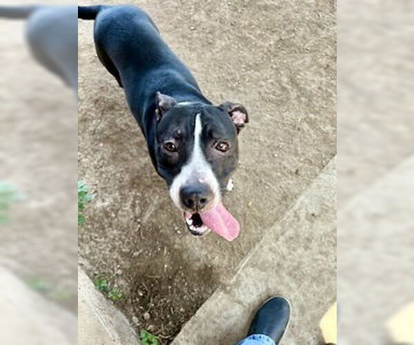Medium Photo #4 American Pit Bull Terrier Puppy For Sale in Pampa, TX, USA