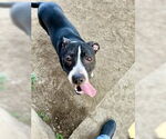 Small #3 American Pit Bull Terrier