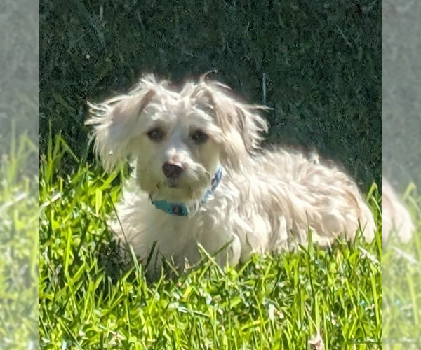 Medium Photo #5 Maltese-Unknown Mix Puppy For Sale in Cranston, RI, USA