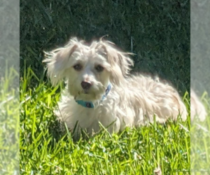 Dash in RI - Male Maltese-Unknown Mix Dog for Adoption - Photo #5