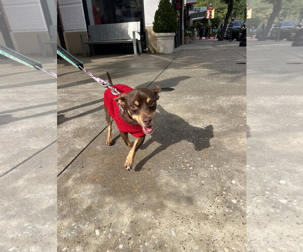 Medium Photo #3 Chihuahua-Unknown Mix Puppy For Sale in The Woodlands, TX, USA