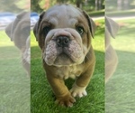 Small Photo #7 Bulldog Puppy For Sale in STOCKBRIDGE, GA, USA