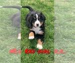 Small Photo #8 Bernese Mountain Dog Puppy For Sale in BROWNSTOWN, IN, USA
