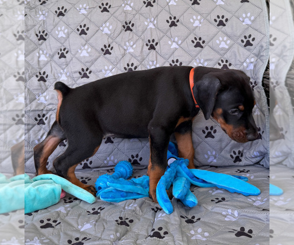 Medium Photo #4 Doberman Pinscher Puppy For Sale in LAKELAND, FL, USA