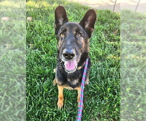 German Shepherd Dog Dogs for adoption in Sacramento, CA, USA