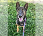 Small German Shepherd Dog