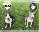 Image preview for Ad Listing. Nickname: Bull Terrier