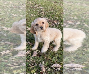 Cocker Spaniel Puppy for sale in CANOGA, NY, USA