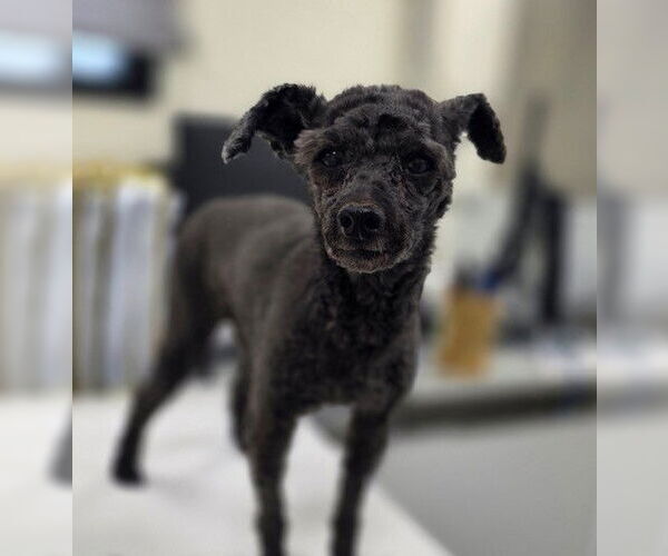 Medium Photo #2 Poodle (Toy) Puppy For Sale in Agoura Hills, CA, USA