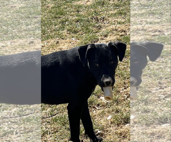 Medium Photo #6 Labrador Retriever-Unknown Mix Puppy For Sale in Germantown, OH, USA