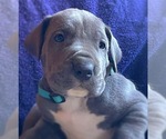 Small #12 Great Dane