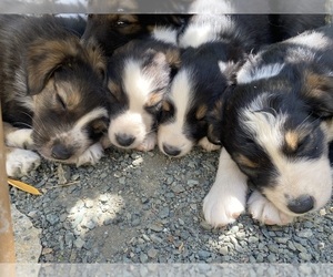 Border-Aussie Puppy for Sale in PASO ROBLES, California USA