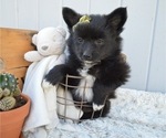 Small Photo #1 Pomimo Puppy For Sale in HONEY BROOK, PA, USA