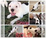 Small Photo #13 American Bulldog Puppy For Sale in SAINT CHARLES, MD, USA