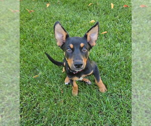 **LARK** - Female Mutt Dog for Adoption - Photo #2