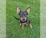 Small Photo #2 Mutt Puppy For Sale in Genesee, WI, USA