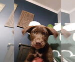Small #2 Labrador Retriever Mix