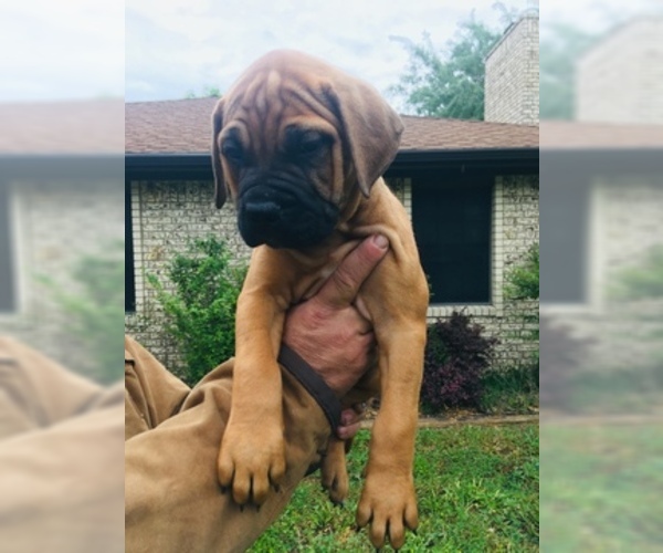 Medium Photo #2 Bullmastiff Puppy For Sale in BELLVILLE, TX, USA