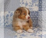 Small Photo #20 Miniature Australian Shepherd Puppy For Sale in HARRISON, OH, USA