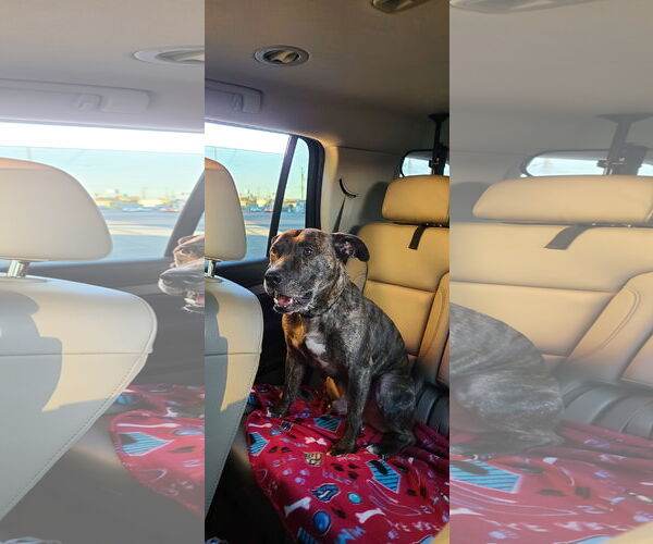 Medium Photo #2 American Pit Bull Terrier-Unknown Mix Puppy For Sale in Stckton, CA, USA