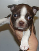Small Photo #5 Boston Terrier Puppy For Sale in MULINO, OR, USA