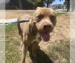 Small American Pit Bull Terrier Mix