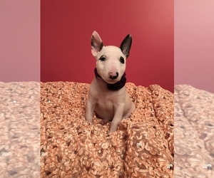 Miniature Bull Terrier Puppy for sale in EASLEY, SC, USA