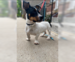 Small #1 Jack Russell Terrier Mix