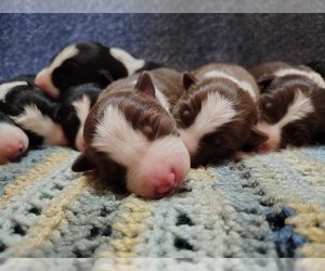 Border Collie Litter for sale in NORBORNE, MO, USA