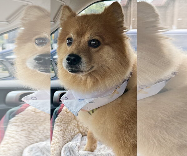 Medium Photo #5 Pomeranian Puppy For Sale in springfield, VA, USA