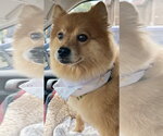 Small #4 Pomeranian
