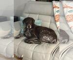 Small #3 German Shorthaired Pointer