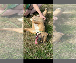 Baylee - Female Mutt Dog for Adoption - Photo #3