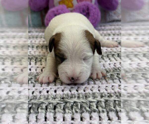 Medium Photo #1 Parson Russell Terrier Puppy For Sale in TEMECULA, CA, USA