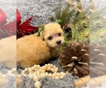 Small Photo #14 Poodle (Toy) Puppy For Sale in PEMBROKE PINES, FL, USA