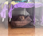 Small #22 American Bulldog Mix