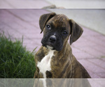 Small #3 Boxer
